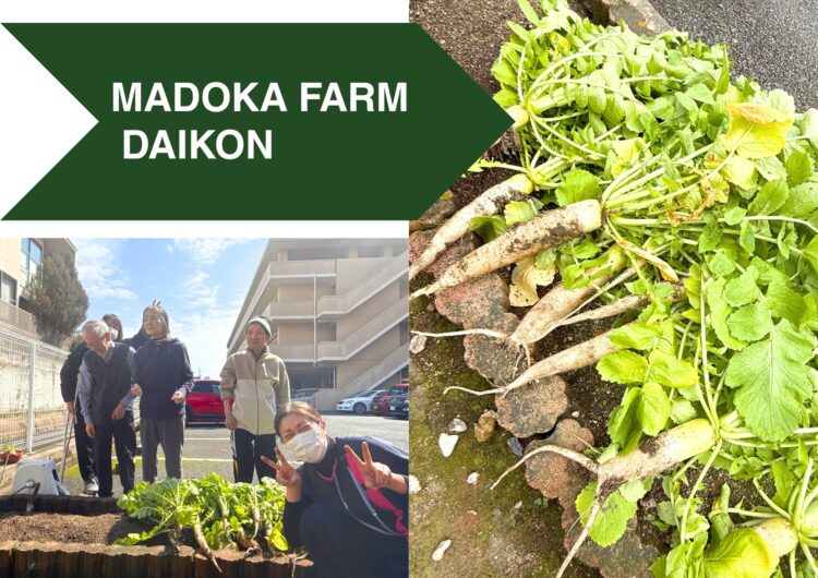 大根の収穫～MADOKAFARM～ | 社会福祉法人正久福祉会 まどか園