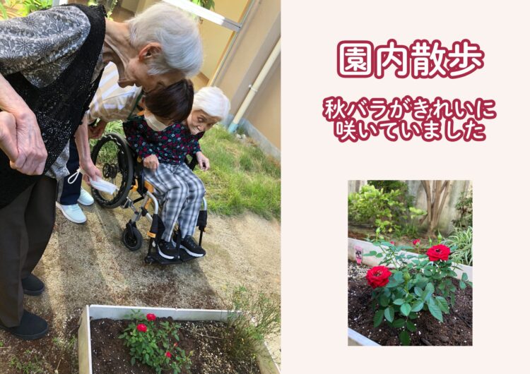 秋バラ
栽培
設備
