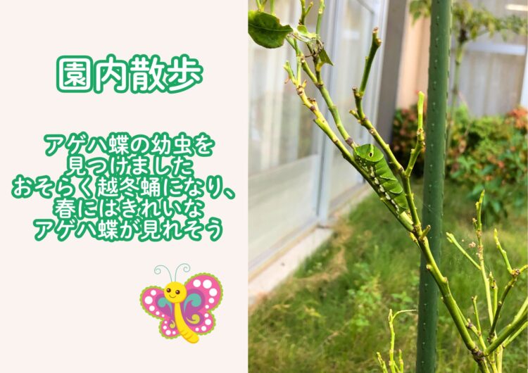 アゲハ蝶
幼虫
越冬蛹
春型