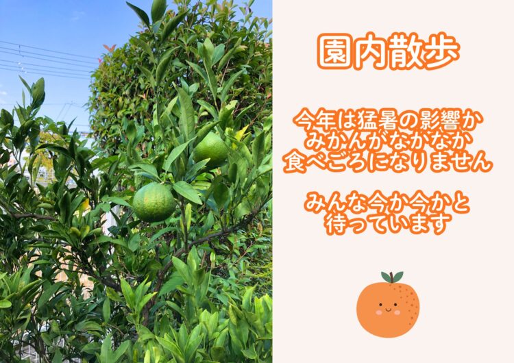 みかんの木
食べごろ
青いみかん
猛暑