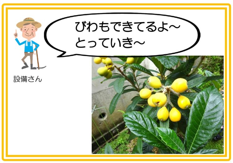 びわ